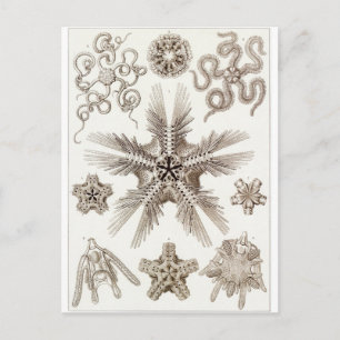 Ernst Haeckel Art Briefkaart: Ophiodea Briefkaart