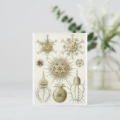 Ernst Haeckel Art Briefkaart: Phaeodaria Briefkaart (Staand voorkant)