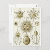 Ernst Haeckel Art Briefkaart: Phaeodaria Briefkaart (Voorkant / Achterkant)