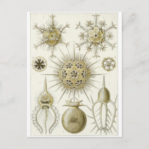 Ernst Haeckel Art Briefkaart: Phaeodaria Briefkaart