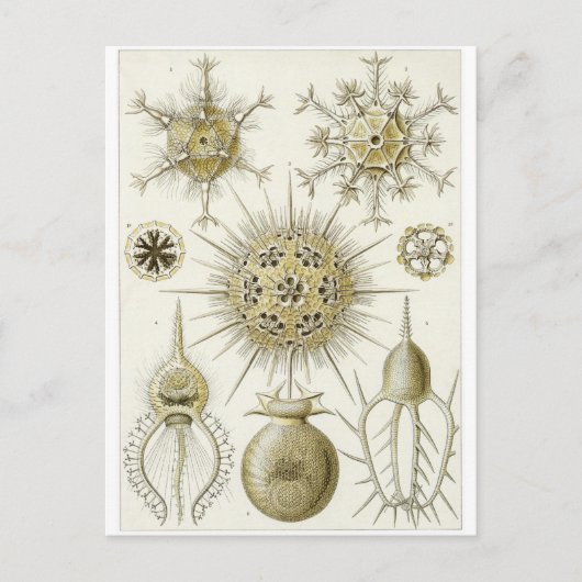 Ernst Haeckel Art Briefkaart: Phaeodaria Briefkaart (Voorkant)