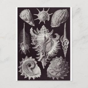 Ernst Haeckel Art Briefkaart: Prosobranchia Briefkaart