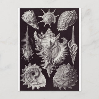 Ernst Haeckel Art Briefkaart: Prosobranchia Briefkaart
