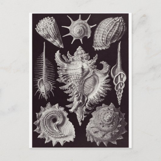 Ernst Haeckel Art Briefkaart: Prosobranchia Briefkaart (Voorkant)