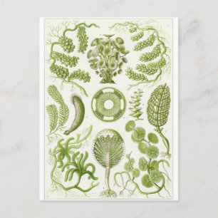 Ernst Haeckel Art Briefkaart: Siphoneae Briefkaart