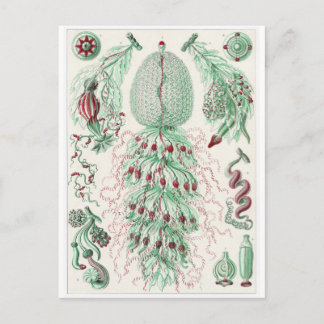 Ernst Haeckel Art Briefkaart: Siphonophorae Briefkaart
