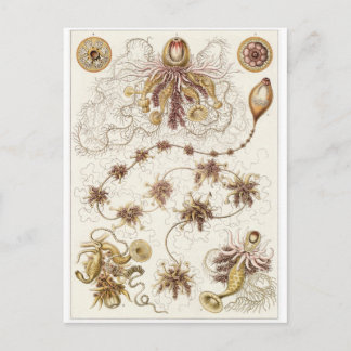 Ernst Haeckel Art Briefkaart: Siphonophorae Briefkaart