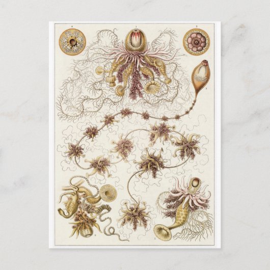 Ernst Haeckel Art Briefkaart: Siphonophorae Briefkaart (Voorkant)