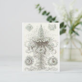 Ernst Haeckel Art Briefkaart: Siphonophorae Briefkaart (Staand voorkant)