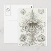Ernst Haeckel Art Briefkaart: Siphonophorae Briefkaart (Voorkant / Achterkant)