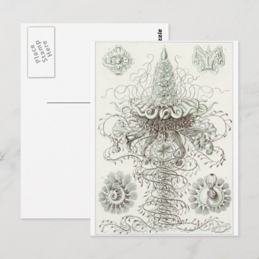 Ernst Haeckel Art Briefkaart: Siphonophorae Briefkaart (Voorkant / Achterkant)