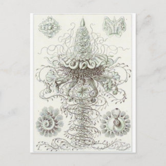 Ernst Haeckel Art Briefkaart: Siphonophorae Briefkaart