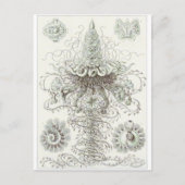Ernst Haeckel Art Briefkaart: Siphonophorae Briefkaart (Voorkant)