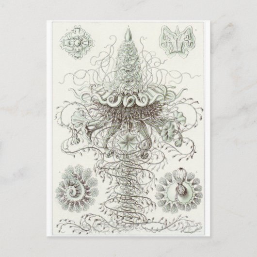 Ernst Haeckel Art Briefkaart: Siphonophorae Briefkaart (Voorkant)