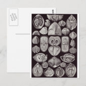 Ernst Haeckel Art Briefkaart: Spirobranchia Briefkaart (Voorkant / Achterkant)