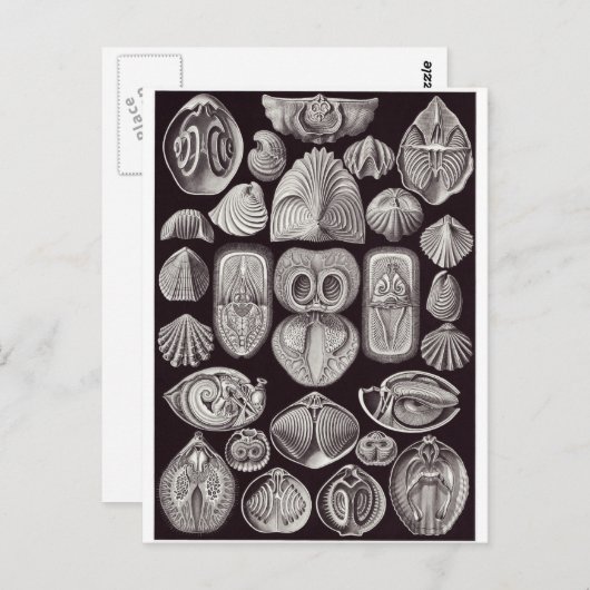 Ernst Haeckel Art Briefkaart: Spirobranchia Briefkaart (Voorkant / Achterkant)