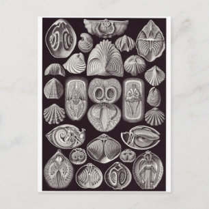 Ernst Haeckel Art Briefkaart: Spirobranchia Briefkaart