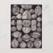 Ernst Haeckel Art Briefkaart: Spirobranchia Briefkaart (Voorkant)