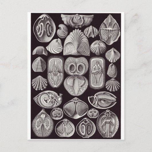 Ernst Haeckel Art Briefkaart: Spirobranchia Briefkaart (Voorkant)