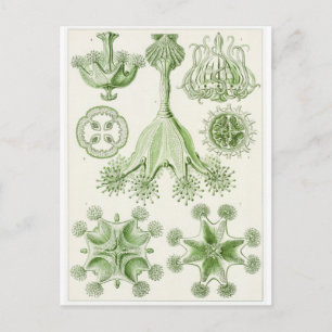 Ernst Haeckel Art Briefkaart: Stauromedusae Briefkaart