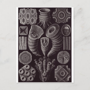 Ernst Haeckel Art Briefkaart: Tetracoralla Briefkaart