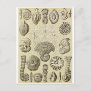 Ernst Haeckel Art Briefkaart: Thalamophora Briefkaart