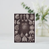 Ernst Haeckel Art Briefkaart: Thalamphora Briefkaart (Staand voorkant)