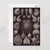Ernst Haeckel Art Briefkaart: Thalamphora Briefkaart (Voorkant / Achterkant)