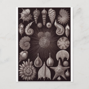 Ernst Haeckel Art Briefkaart: Thalamphora Briefkaart