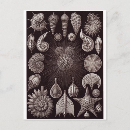 Ernst Haeckel Art Briefkaart: Thalamphora Briefkaart (Voorkant)