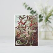 Ernst Haeckel Art Briefkaart: Trochilidae Briefkaart (Staand voorkant)