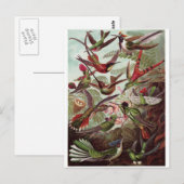 Ernst Haeckel Art Briefkaart: Trochilidae Briefkaart (Voorkant / Achterkant)