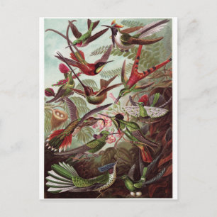 Ernst Haeckel Art Briefkaart: Trochilidae Briefkaart