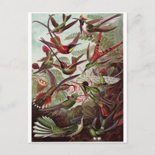 Ernst Haeckel Art Briefkaart: Trochilidae Briefkaart (Voorkant)