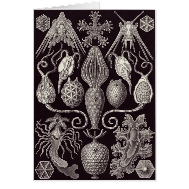 Ernst Haeckel Art Card: Amphoridea (Voorkant)