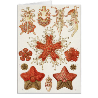 Ernst Haeckel Art Card: Asteridea