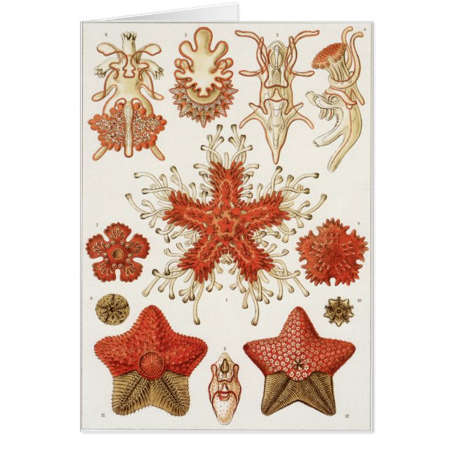 Ernst Haeckel Art Card: Asteridea (Voorkant)