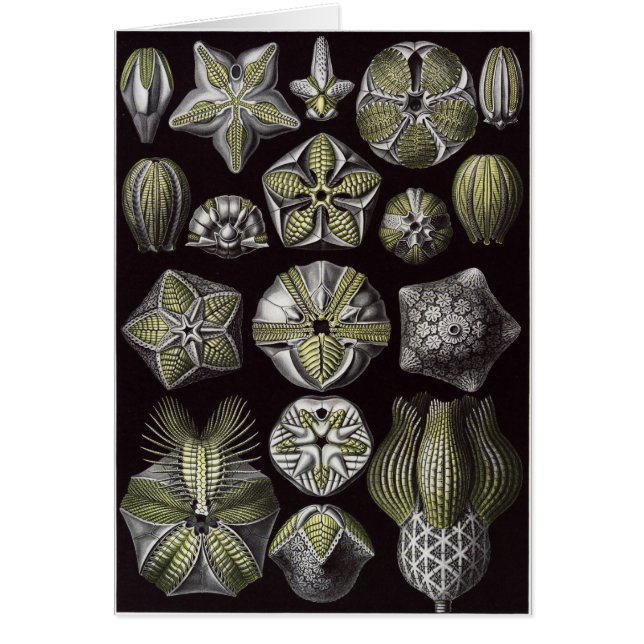 Ernst Haeckel Art Card: Blastoidea (Voorkant)
