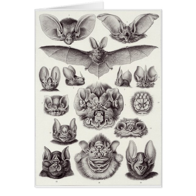 Ernst Haeckel Art Card: Chiroptera (Voorkant)