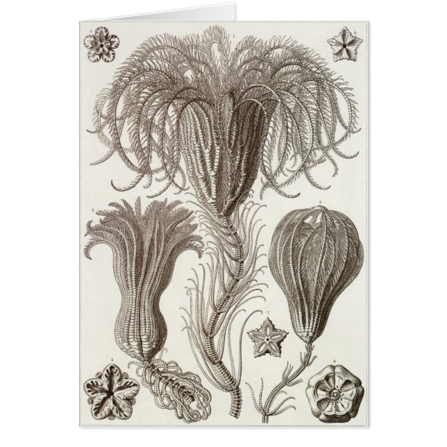 Ernst Haeckel Art Card: Crinoidea (Voorkant)