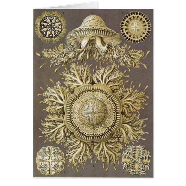 Ernst Haeckel Art Card: Discomedusae (Voorkant)