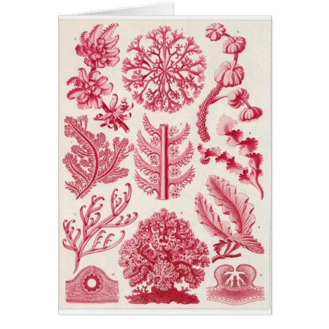 Ernst Haeckel Art Card: Florideae (Voorkant)