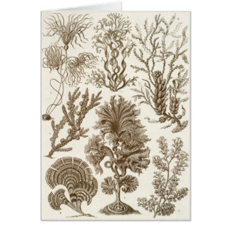 Ernst Haeckel Art Card: Kuip