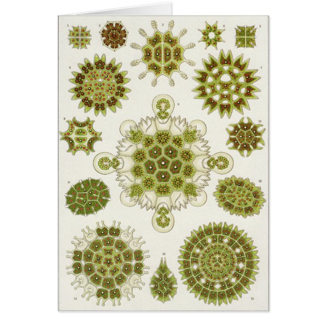 Ernst Haeckel Art Card: Melethallia (Voorkant)