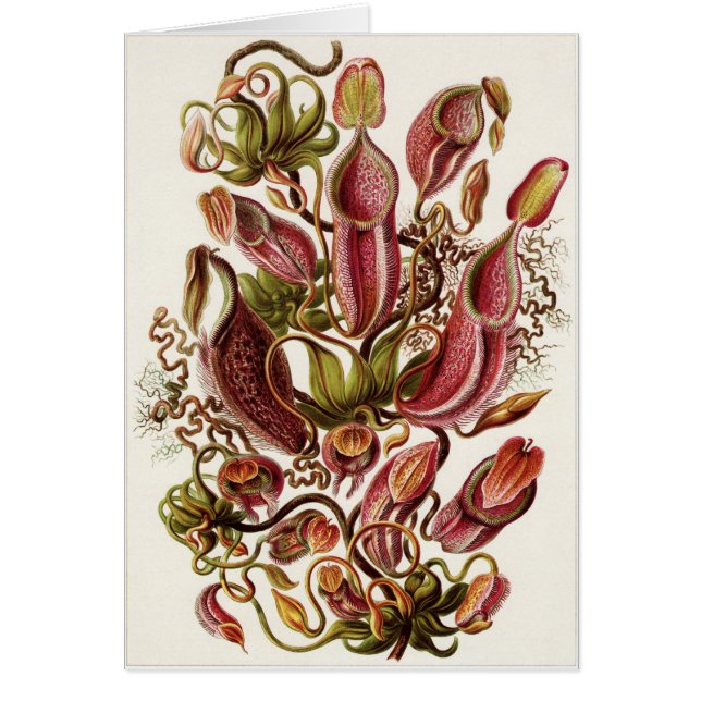 Ernst Haeckel Art Card: Nepenthaceae (Voorkant)