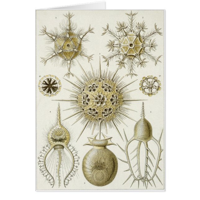 Ernst Haeckel Art Card: Phaeodaria (Phaeodarea) (Voorkant)