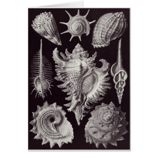Ernst Haeckel Art Card: Prosobranchia