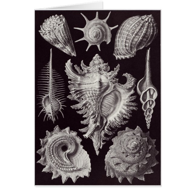 Ernst Haeckel Art Card: Prosobranchia (Voorkant)