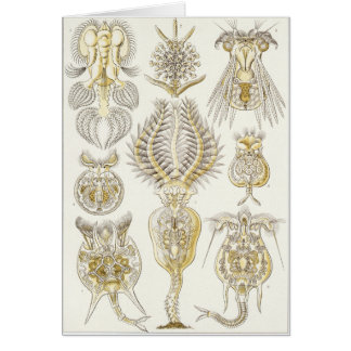 Ernst Haeckel Art Card: Rotatoria