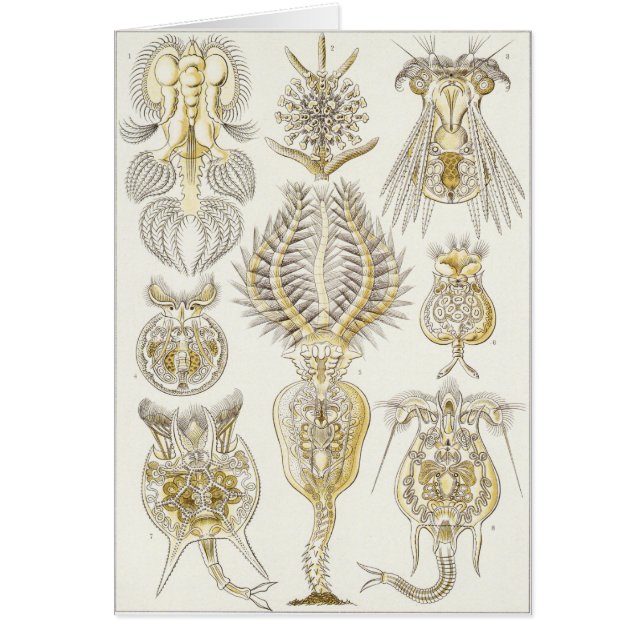 Ernst Haeckel Art Card: Rotatoria (Voorkant)
